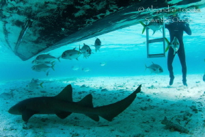 Shark and Jacks under the Boat, San Pedro Belize by Alejandro Topete 